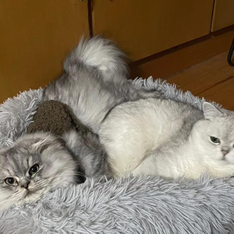 认真看戏