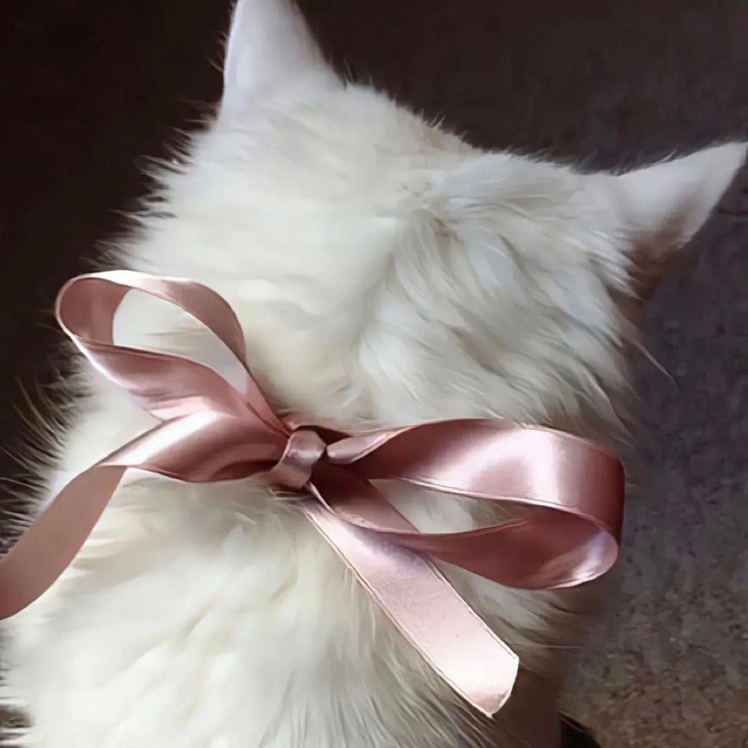 小小兔老师💕