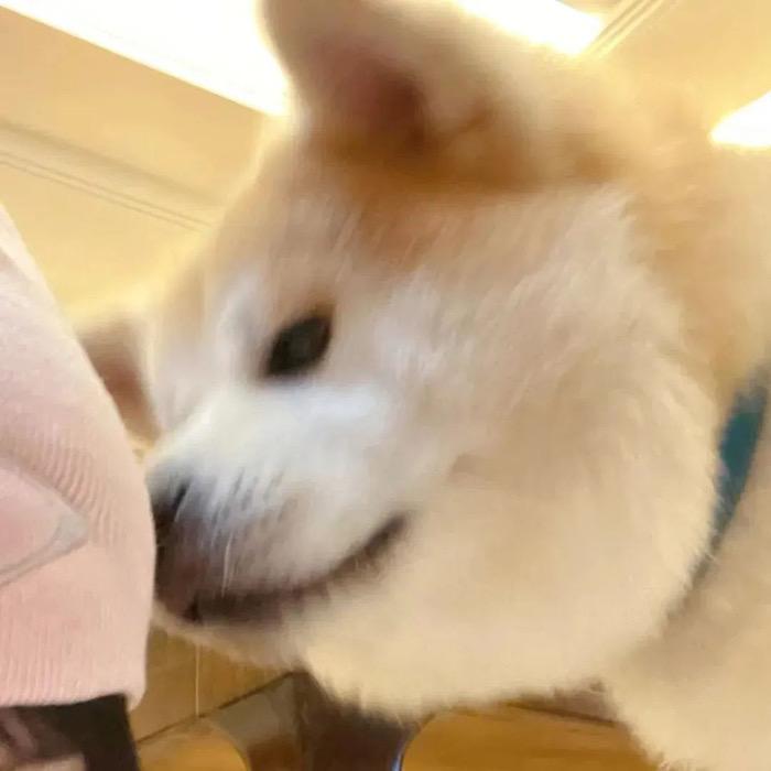 半个花椒壳