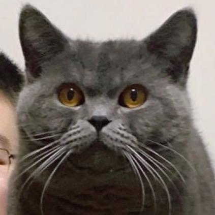 你家的猫
