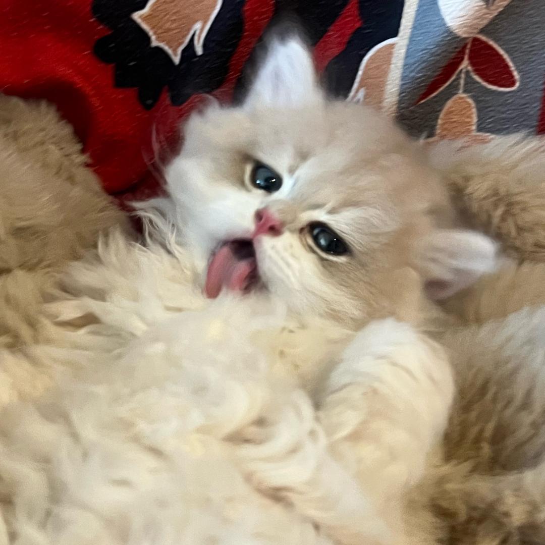 毛毛王炸虫