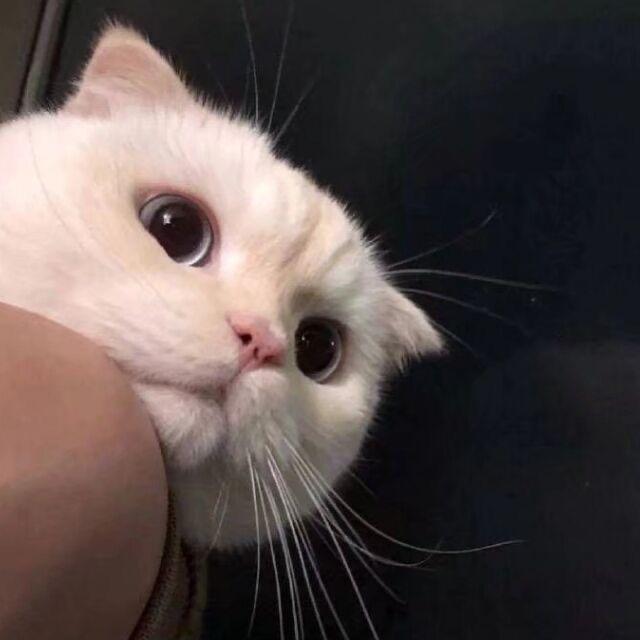 二颗土豆