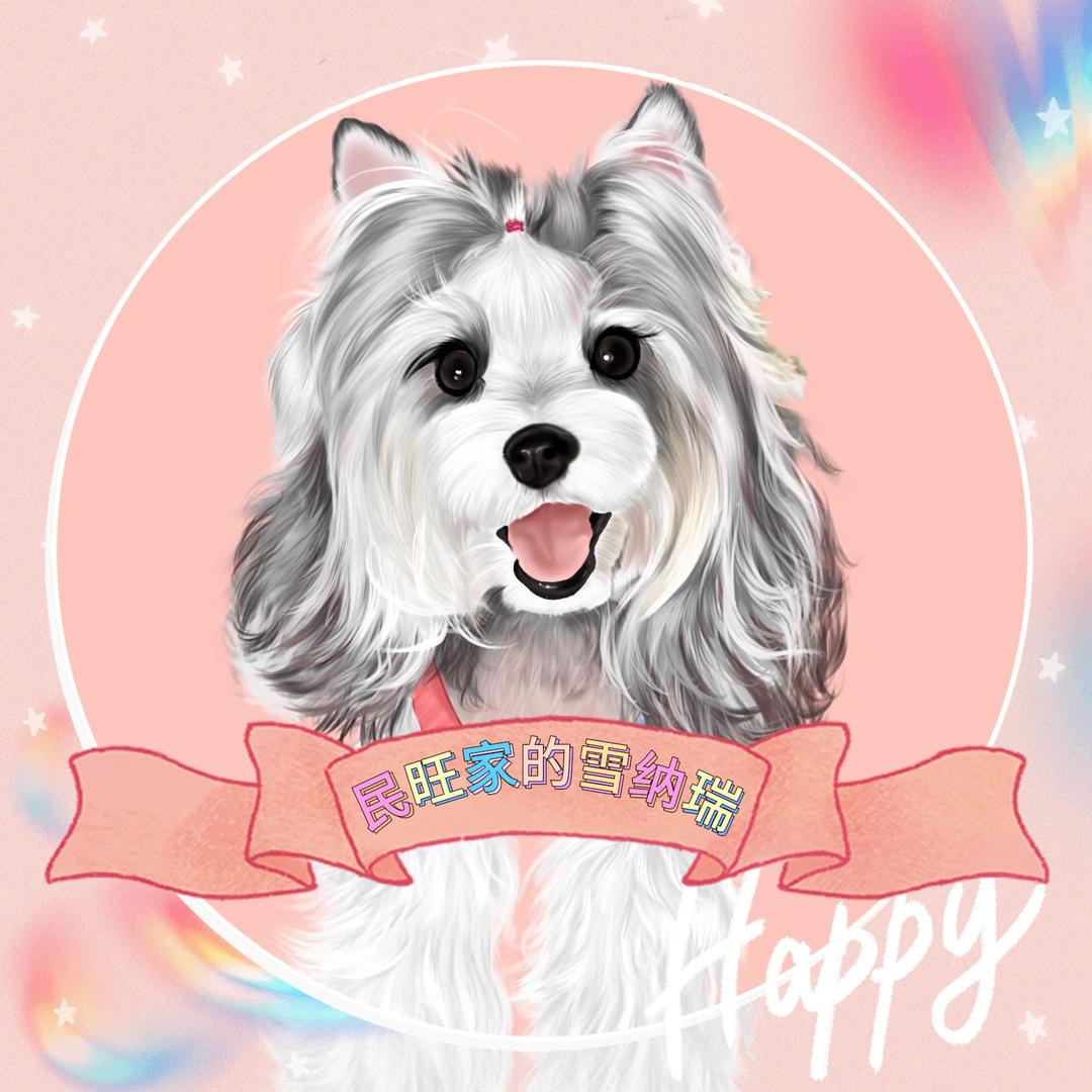 民旺家雪纳瑞-琪琪