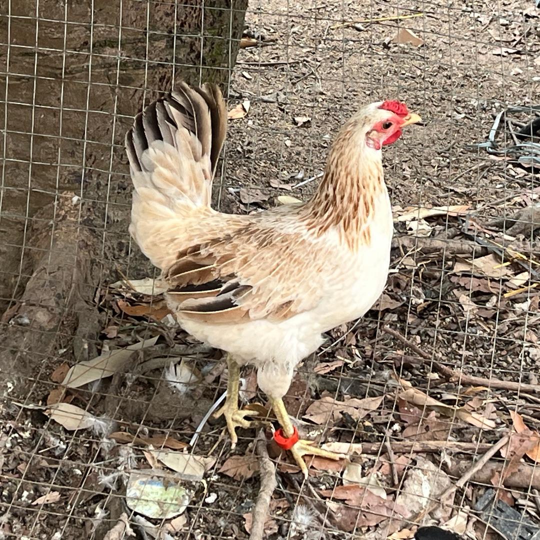 七月山(花冠鹊山)
