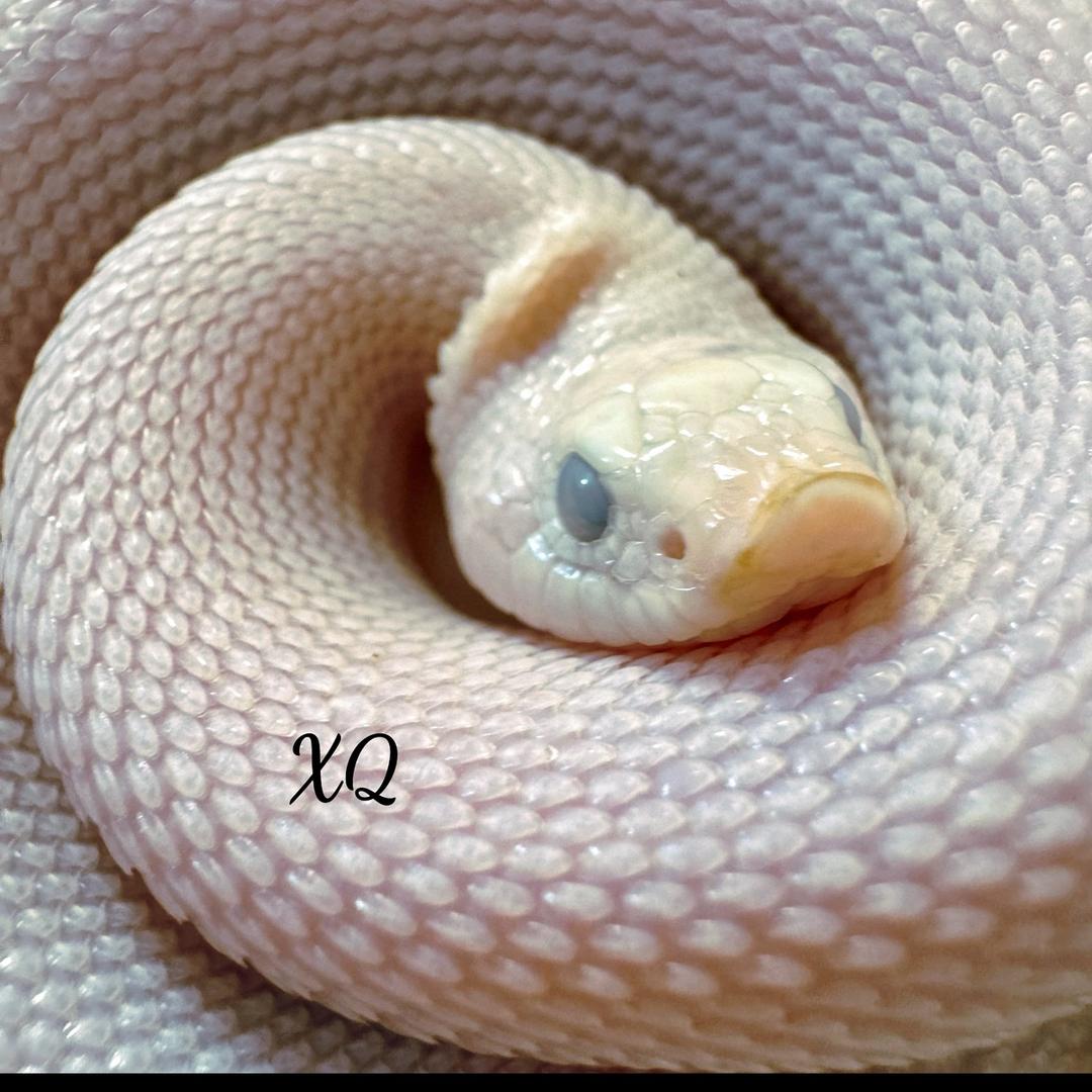 溪趣路亚的爬宠🐍