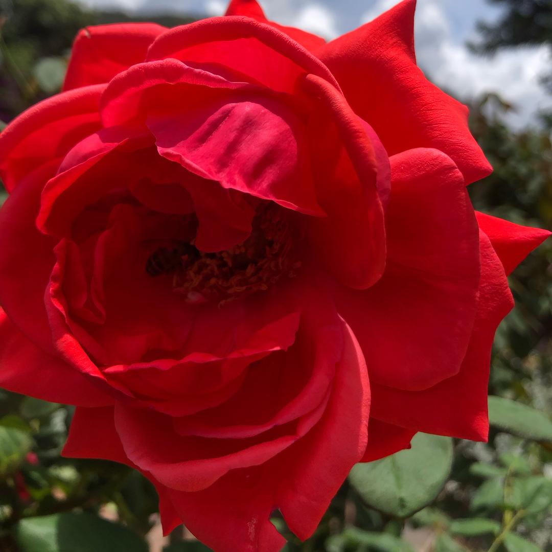 🌹凤凰传奇一🌹