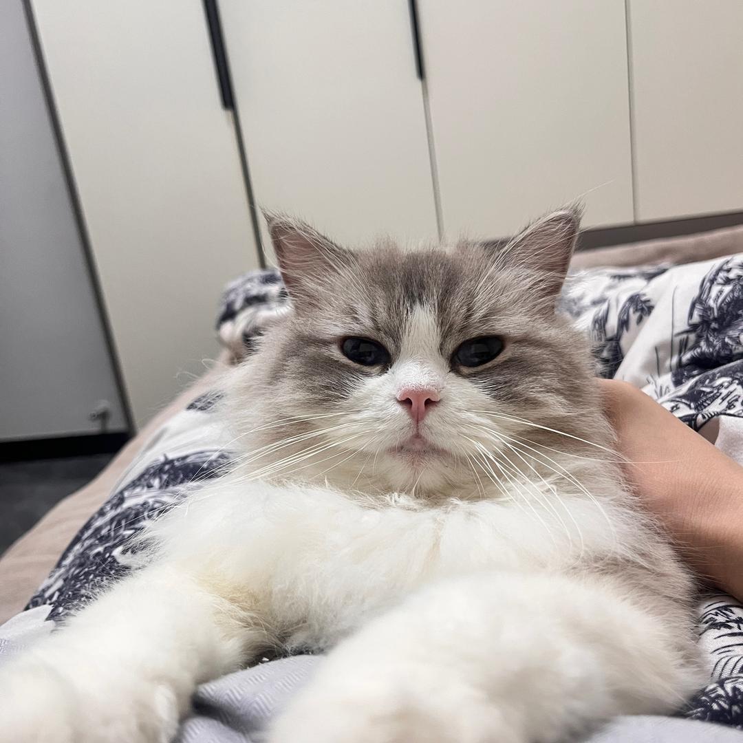 猫猫肚几饿