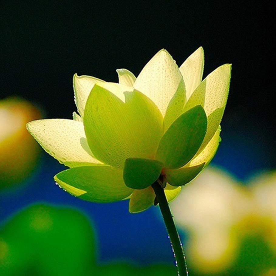 蓮花奶奶·👀