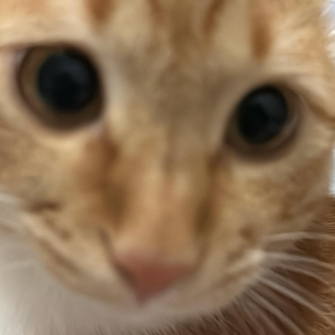TuTu_