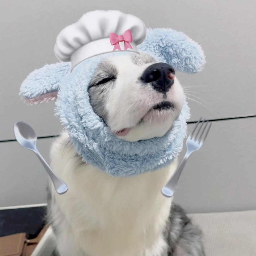 边牧 虾滑