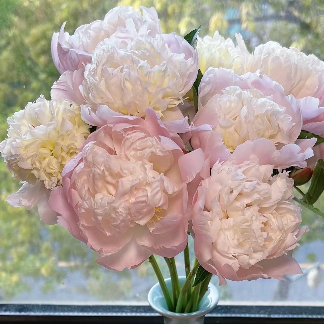 我只爱如妮❤️🥰