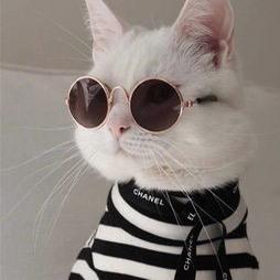 猫咪影视
