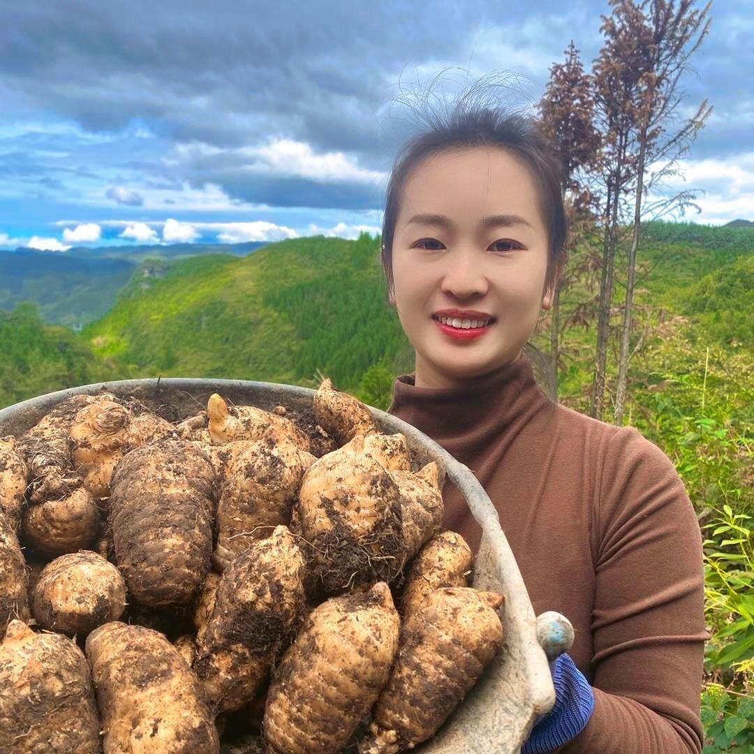 云南小梅家乌天麻