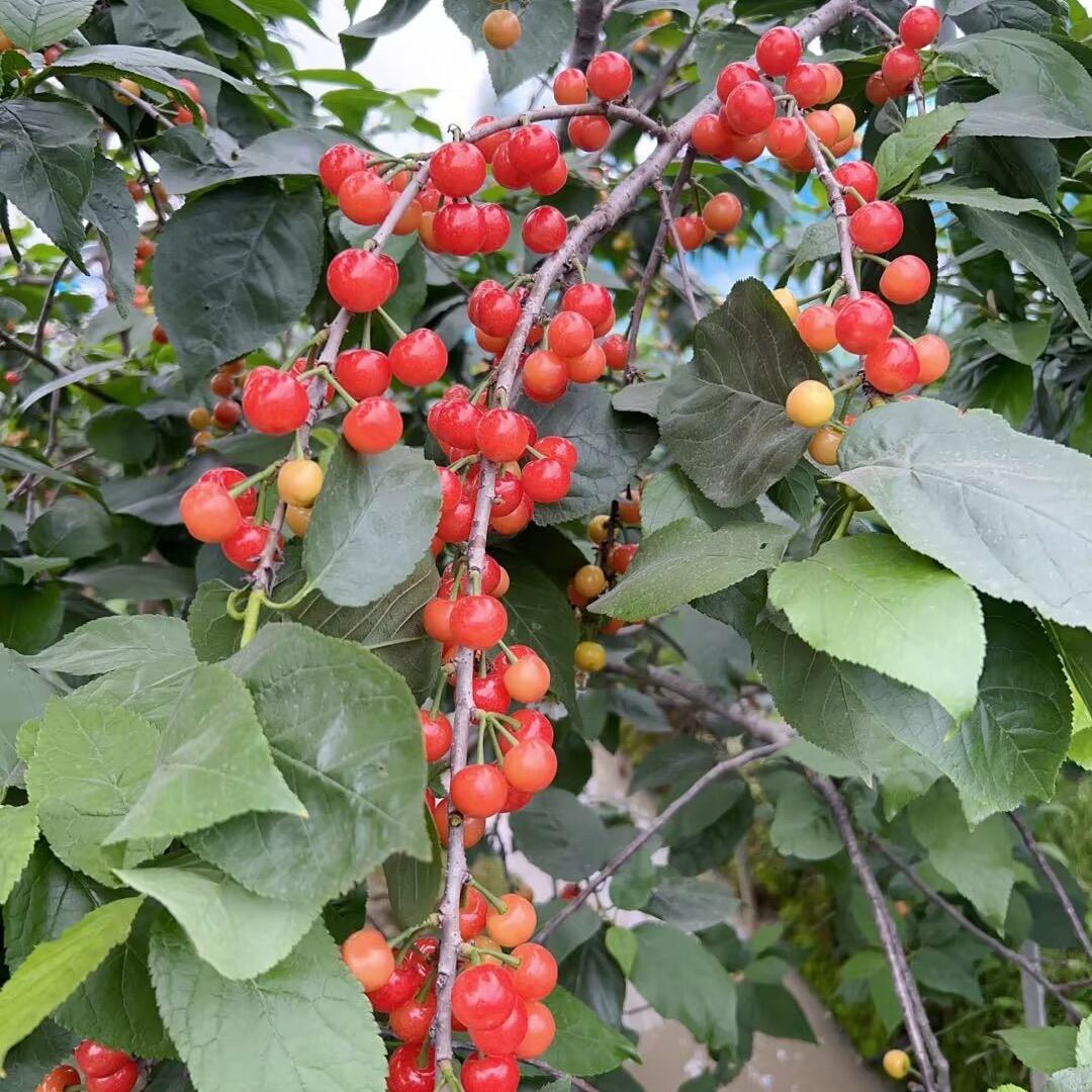 采摘樱桃🍒