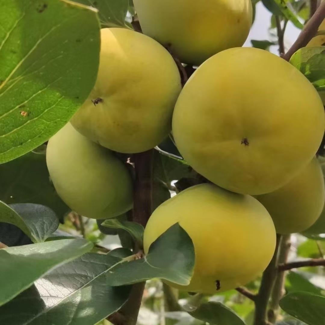 联成果树苗木专营店