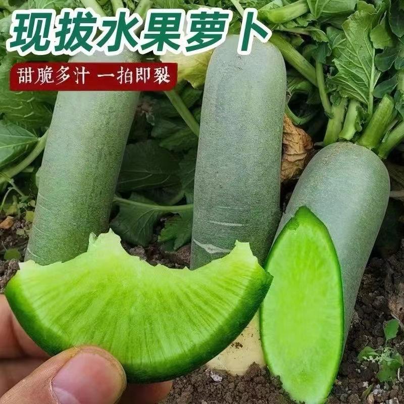 潍坊特产！冰糖心水果萝卜