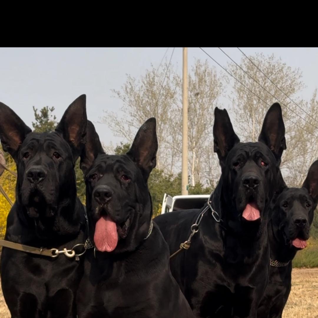 腾达狼犬