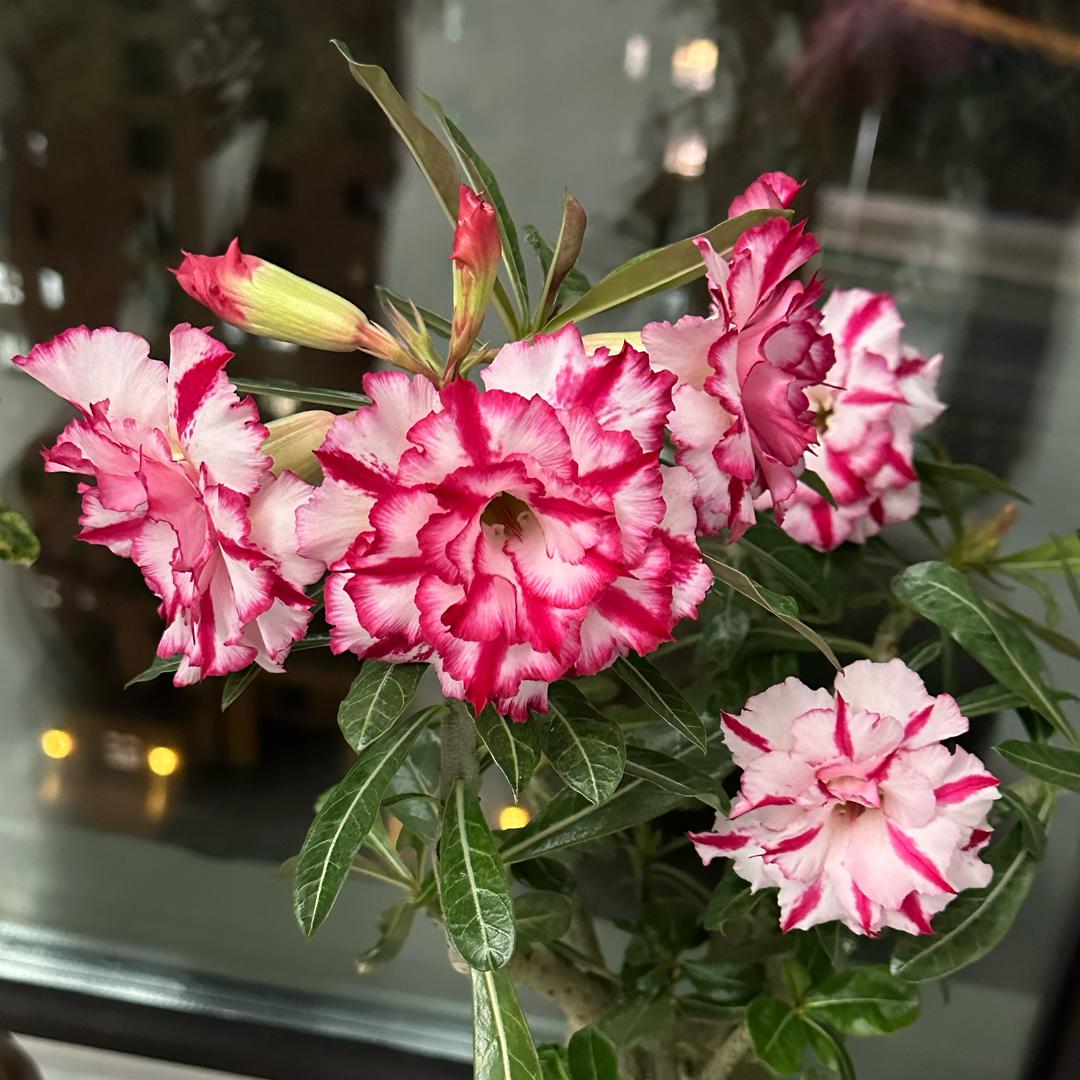 20-11赤峰-金凤64