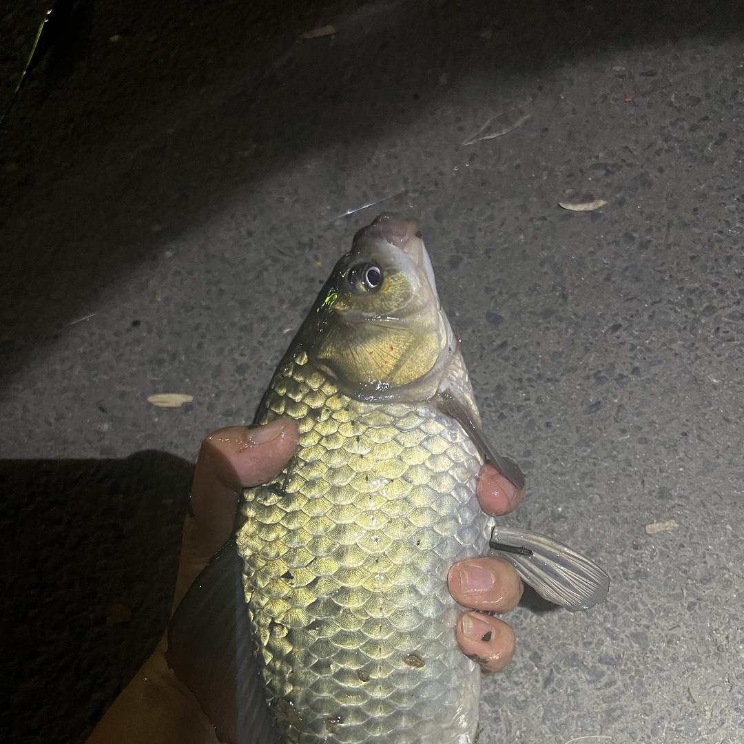 仁寿县宝飞镇钓友俱乐部