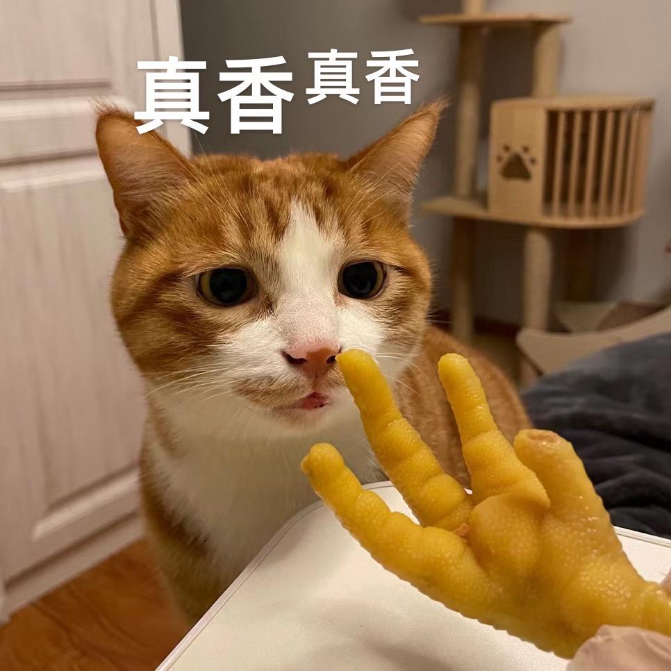 我养了十六只猫