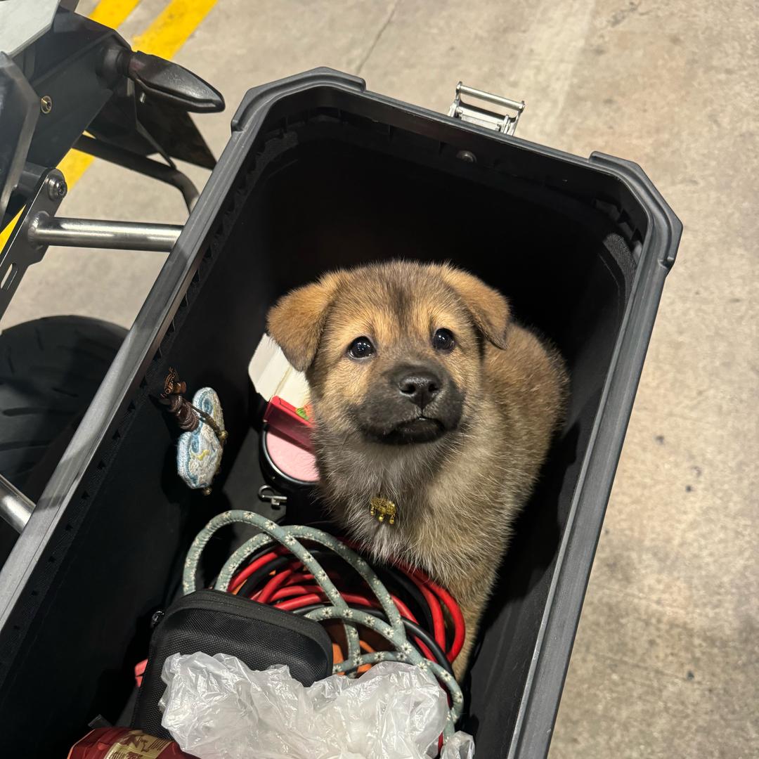 狗仔