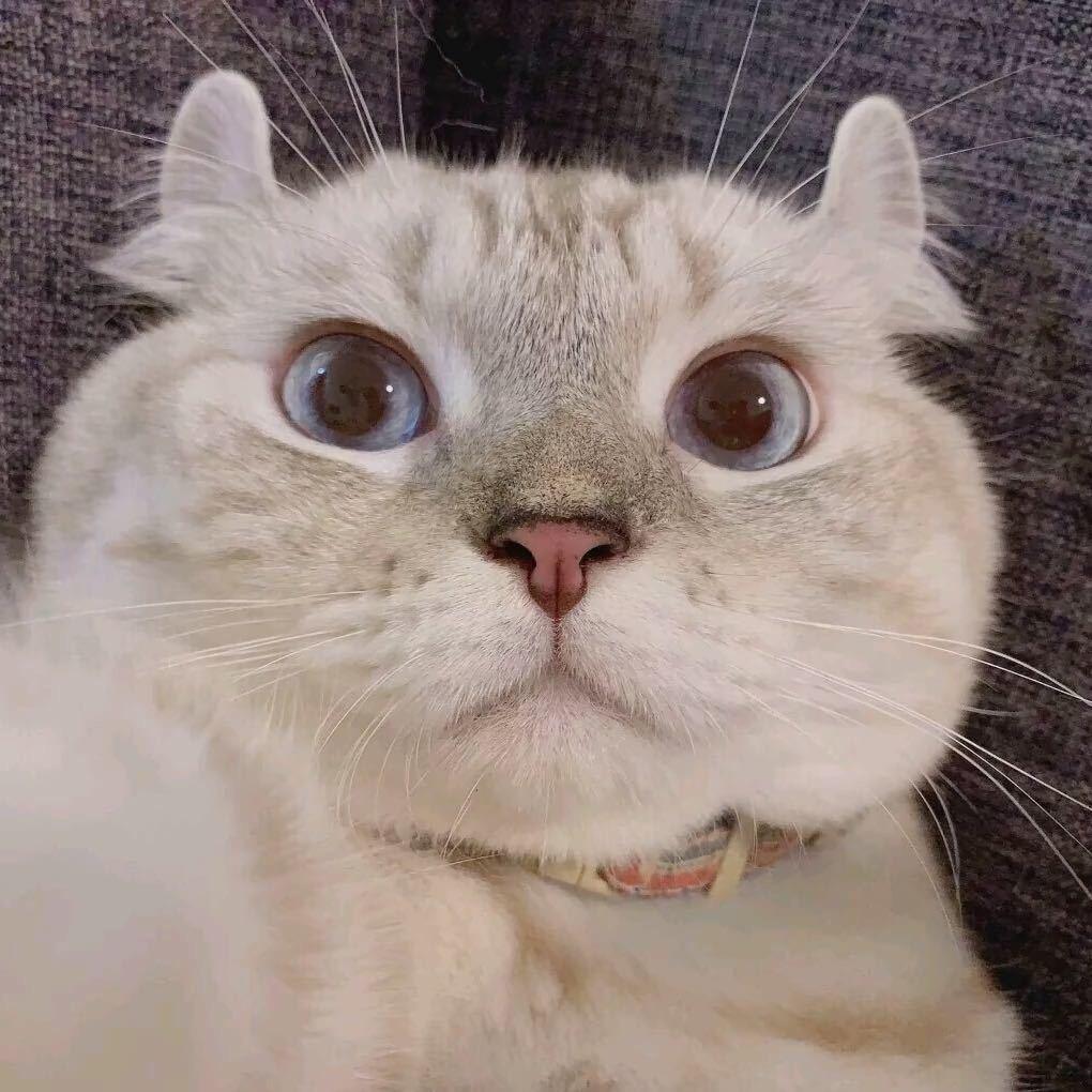 🐟梓逸