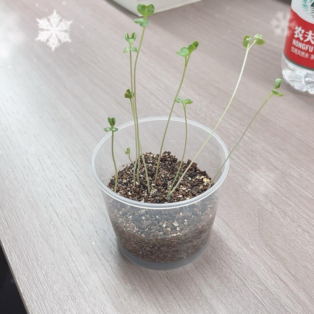 瑞士卷卷