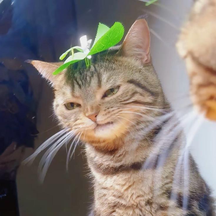 猫咪小生头像