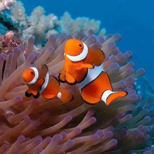 海里的鱼🐟
