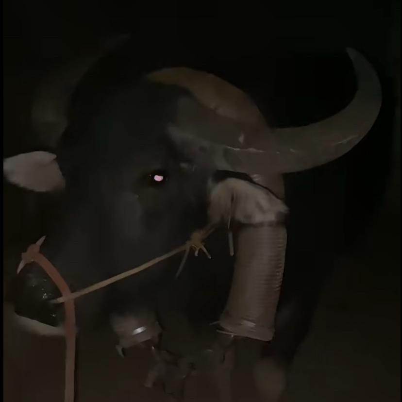 大也是碰🐃