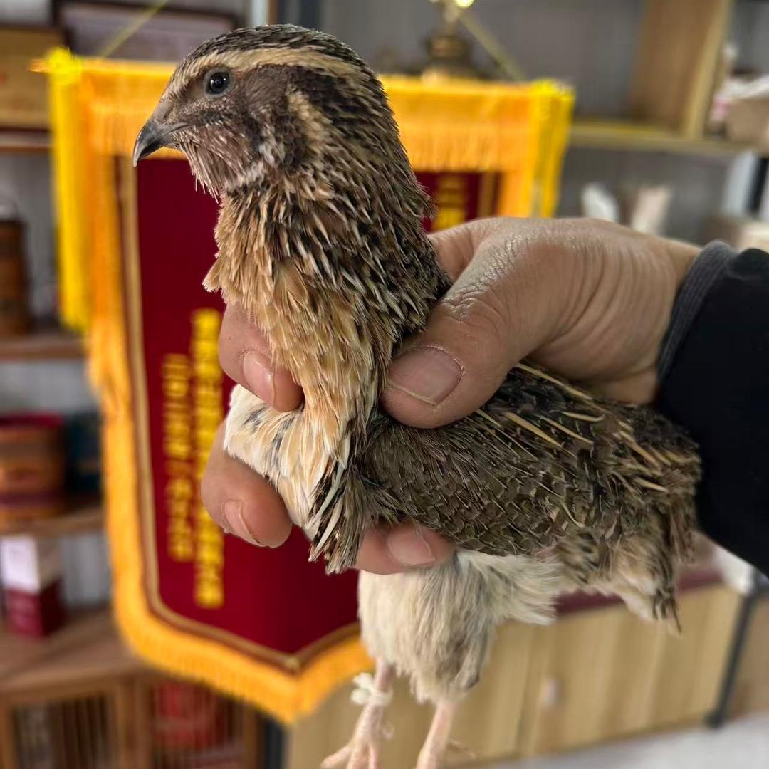 微山湖冠军鹌鹑斗鹌鹑精选店