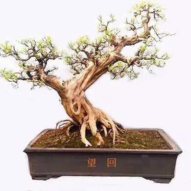 精品原生小渔之家