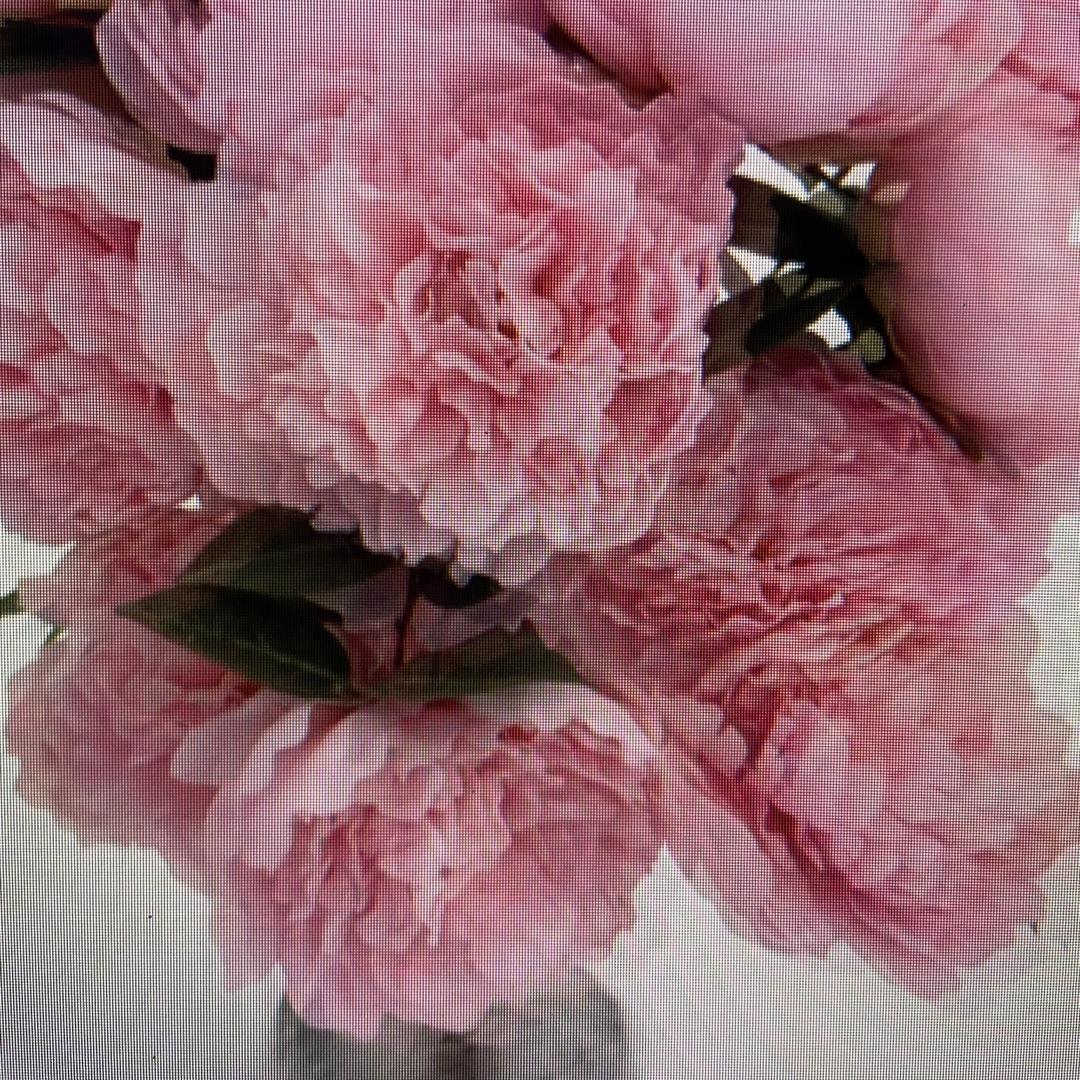 山茶花舍