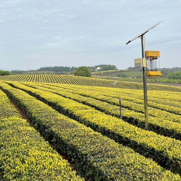 郎溪黄金芽（源头工厂）