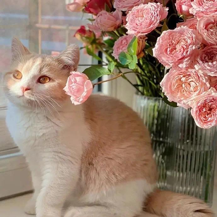 奇妙