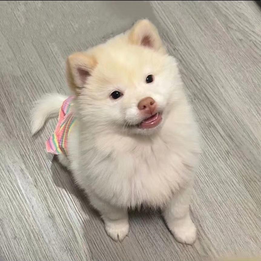 田园犬