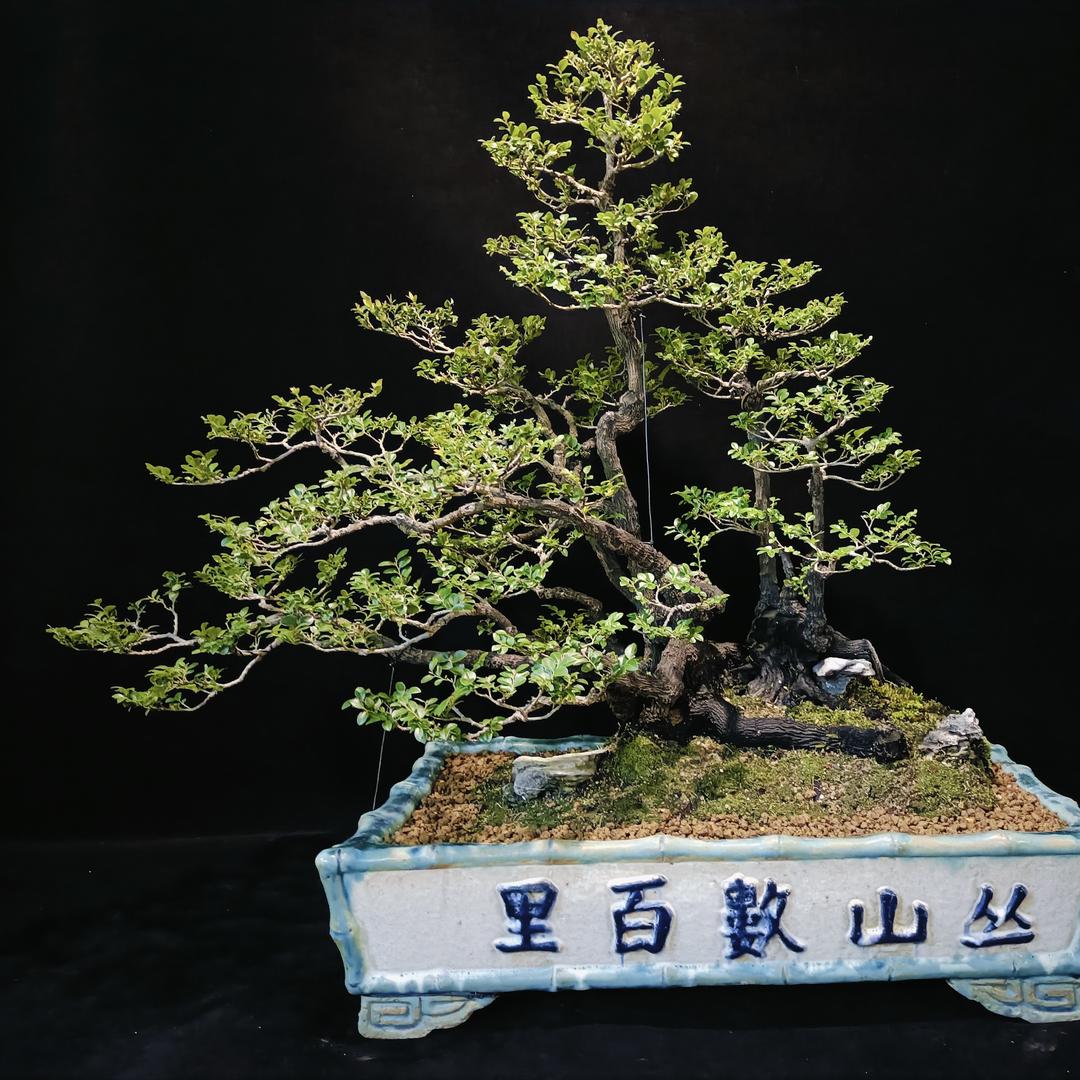 富盛盆景