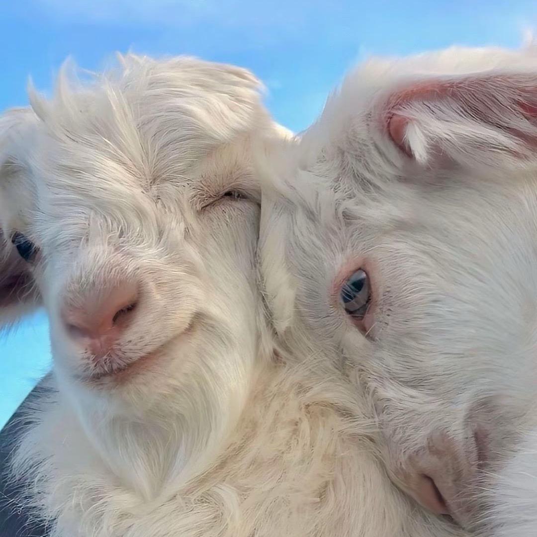 SL❤
