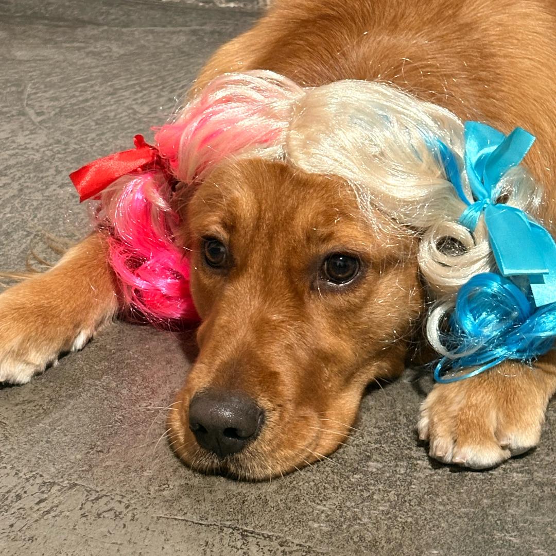 不是所有金毛都叫开心🥰