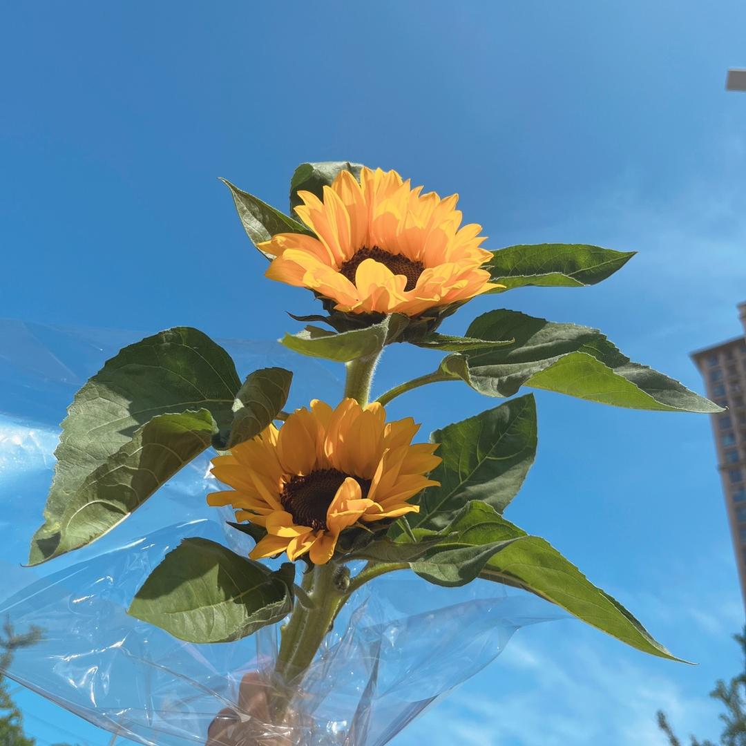 Sun flower
