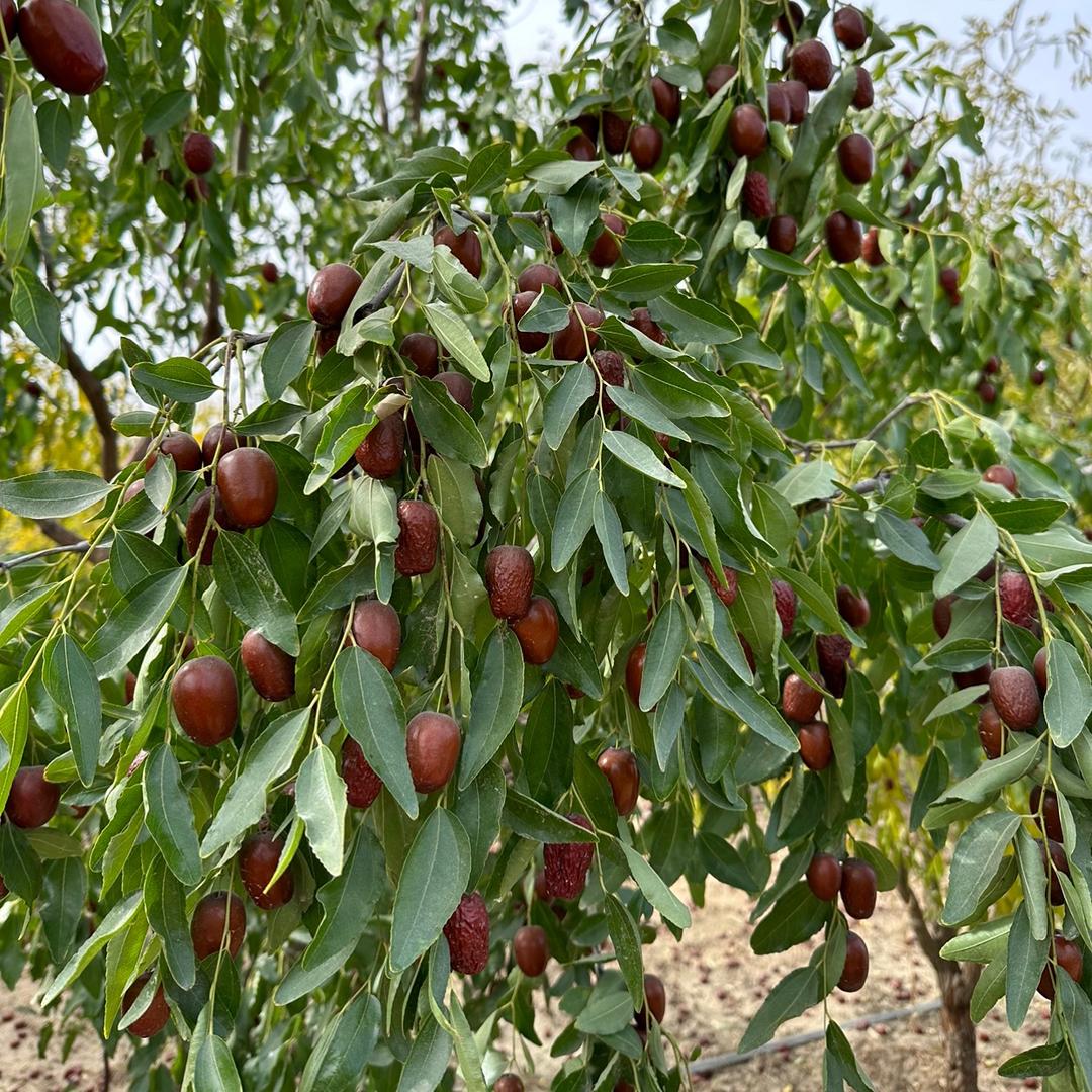 乡妹家的土特产