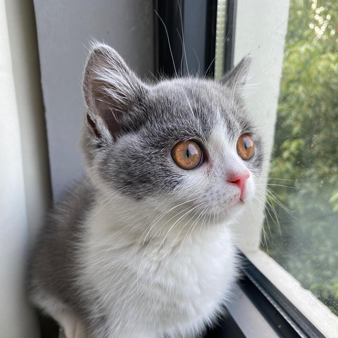 小花是只憨猫