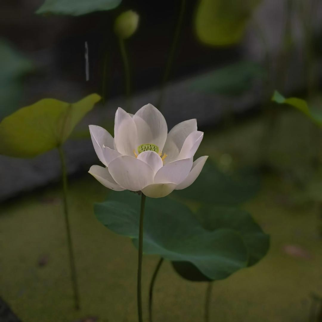 得闲我必须整一根