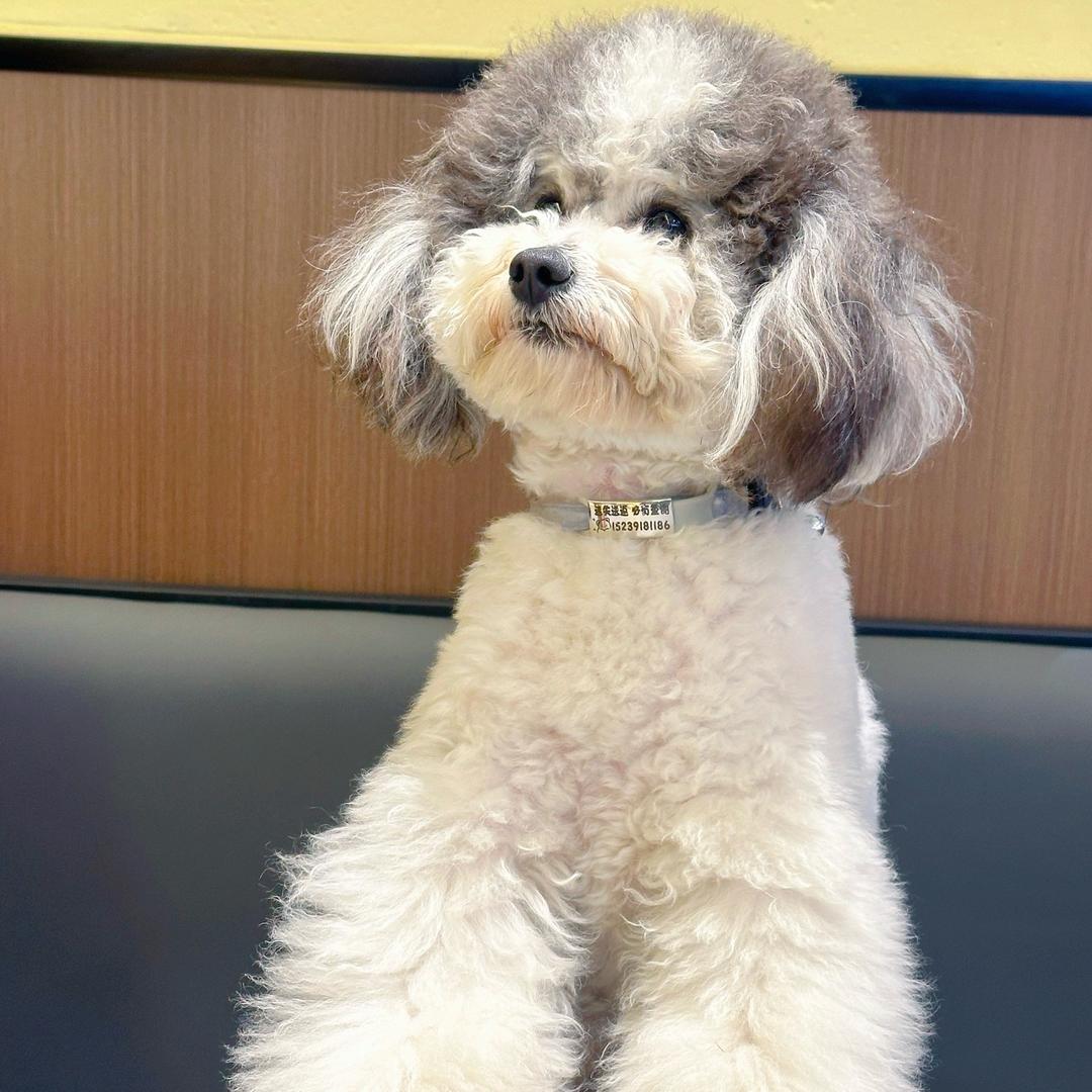 大光带你逛狗市（大号）