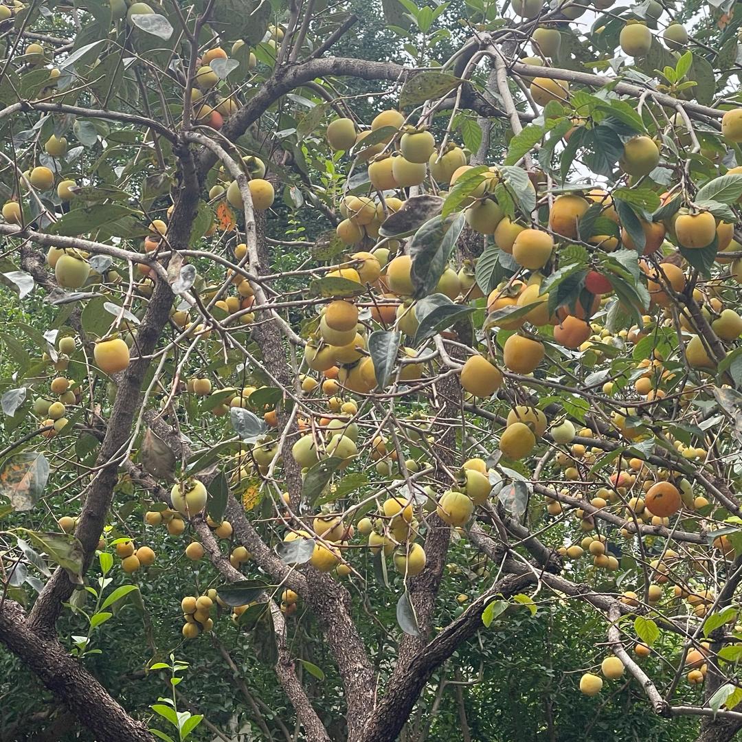 首播创业（起号）