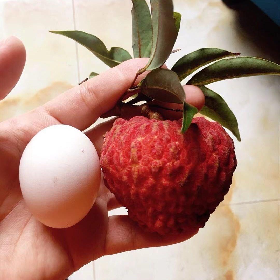 小谭火山岩荔枝王黄皮基地