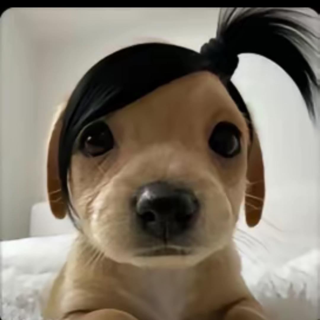 懒猫