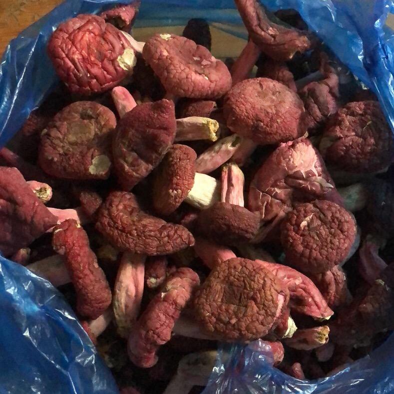 莫晨晖