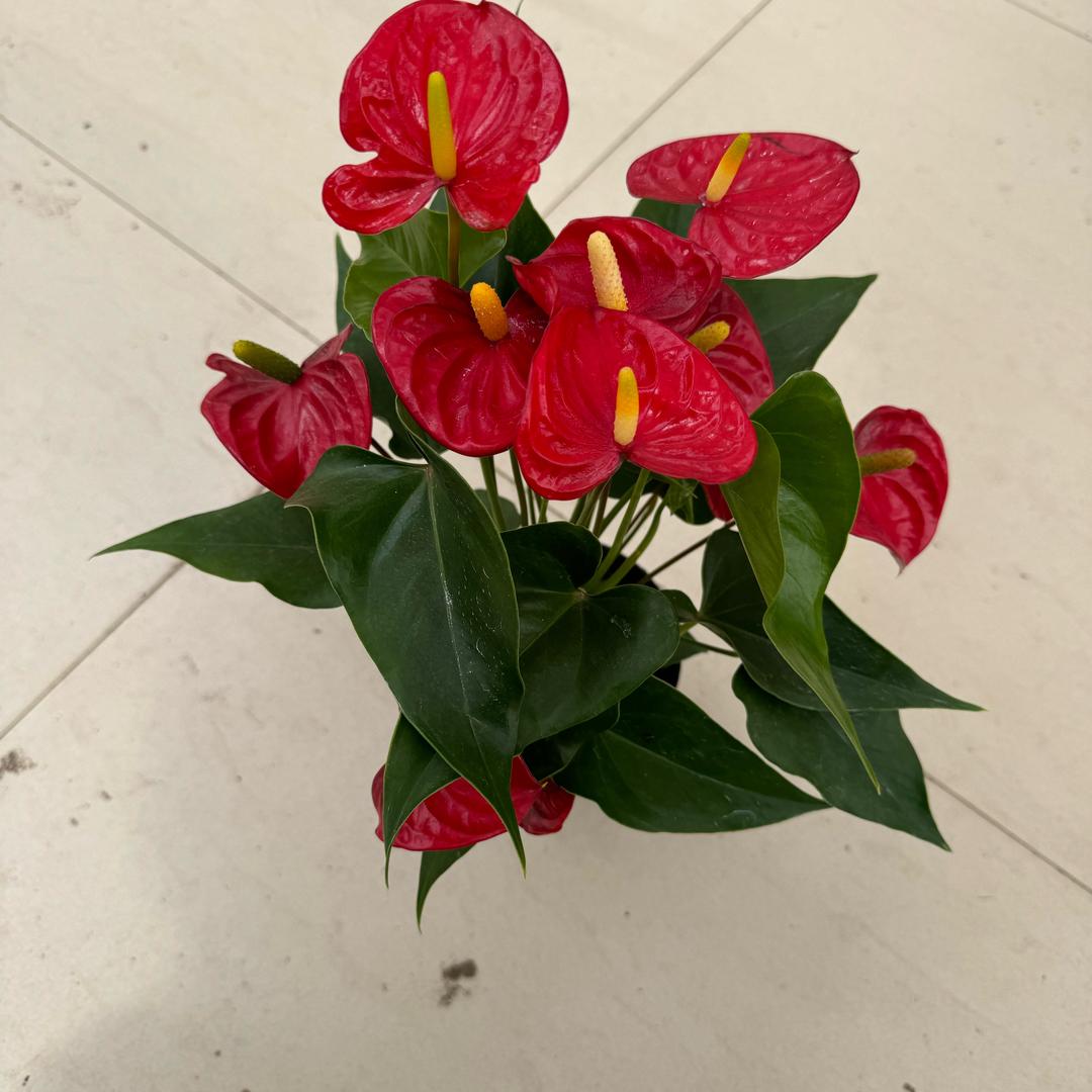 老刘花卉基地批发