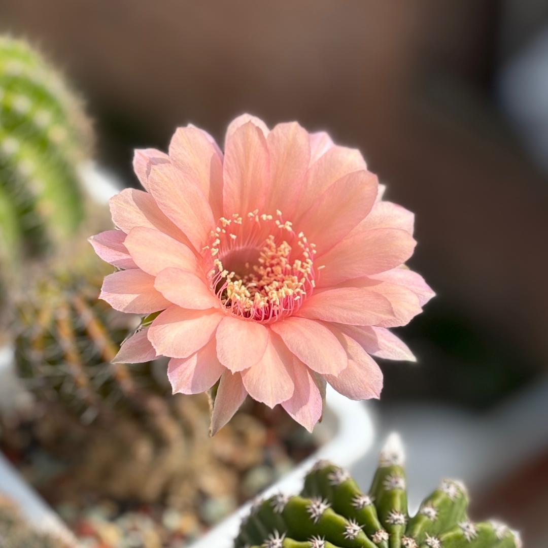 🌈🌸是你的朋友